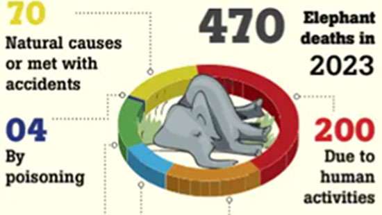 470 wild elephant deaths reported in 2023