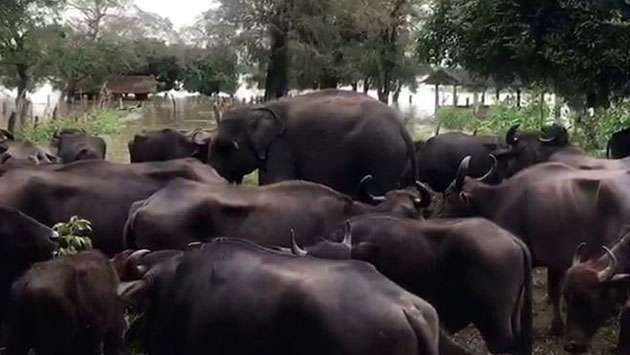 Baby elephant separated from herd finds refuge with buffaloes