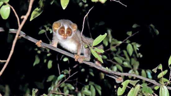 Spotting and conserving the  Red and Grey  Slender Loris