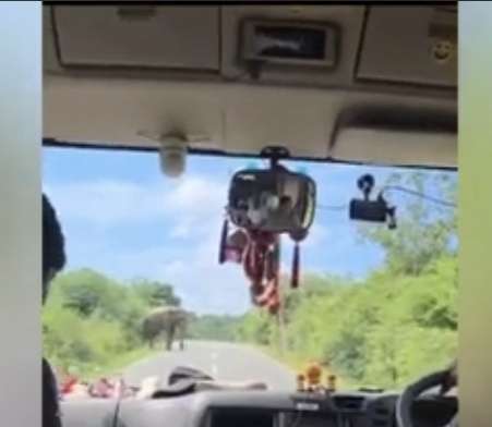 Wild elephant searching for food blocks tourist vehicle