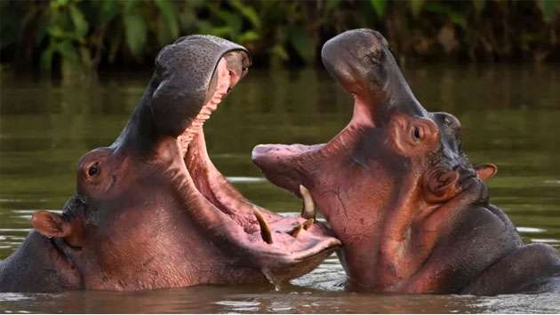 Indian billionaire’s son offers to save Escobar’s hippos