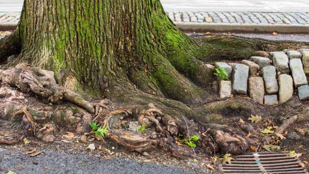 Cutting tree roots for development endangers Colombo roads