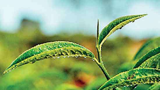 Fair demand at Colombo Tea Auction this week