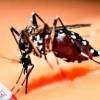 Dengue death toll rises to 61 as cases surpass 81,500