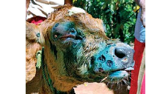 Nuwara Eliya farmers selling LSD infected  cattle to abattoirs