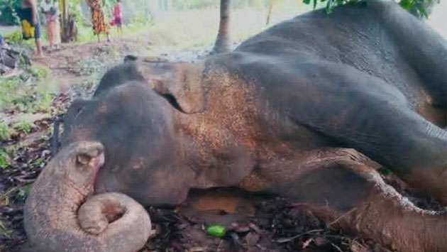 Injured wild elephant burnt alive in Mihintale
