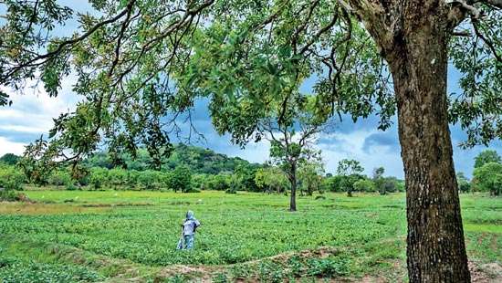 Paving the Road Ahead for Climate Action in Sri Lanka