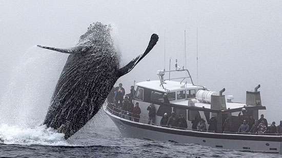 Whale making waves...