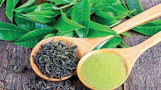 Colombo Tea Auction sees highest offerings since May 2023