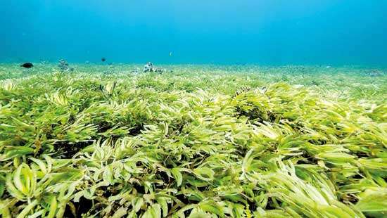 The unsung and elusive protectors of the coast: Seagrass