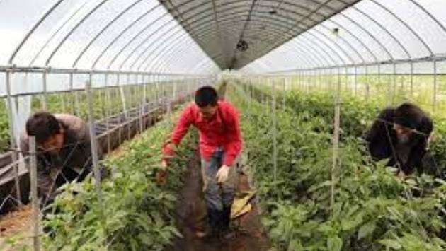 Korea introduces seasonal worker programmes under E-8 visa category