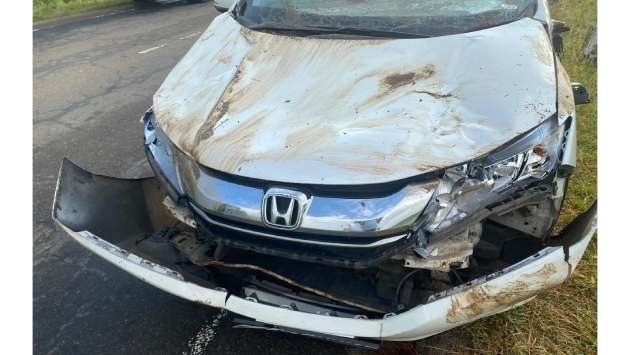 Elephant falls on motorcar in road mishap