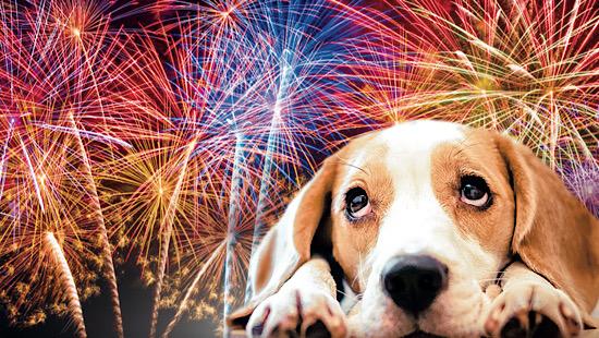 pets from fireworks