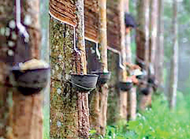 Rubber export revenues slide in May on weak sheet rubber demand