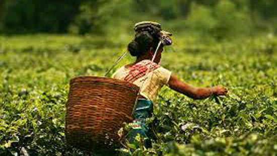 Daily wage for plantation workers increased