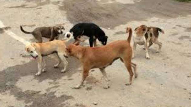 AWC urges PM Modi to prevent stray dog removal in Anuradhapura