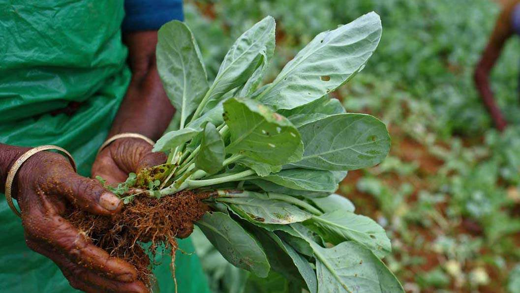 IFAD-funded programme for smallholder tea & rubber extended