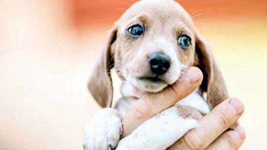 Increase in unidentified virus spreading among pups in Central Province