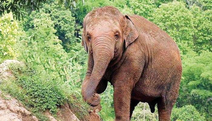Increase in young male elephants linked to rising elephant conflicts: Wildlife Dept.