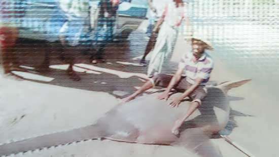 Where have the sawfish of Sri Lanka gone?