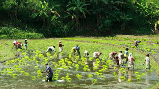Govt. to take over neglected paddy lands in WP: Minister