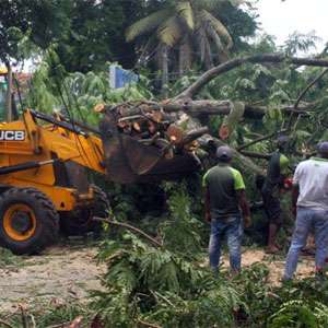 Twenty trees fallen in Colombo due to inclement weather