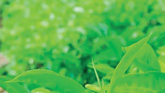 Tea exports dip in February