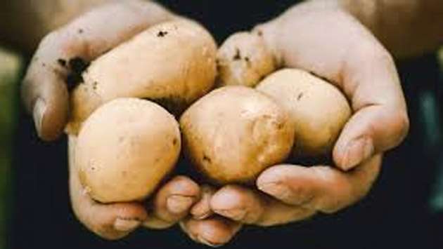 Cabinet approves potato purchasing programme for farmers