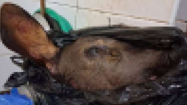 Two arrested for killing deer in Nanu Oya
