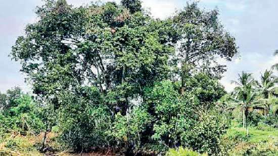 ‘Sri Lanka Legume’ tree removed with Cabinet approval