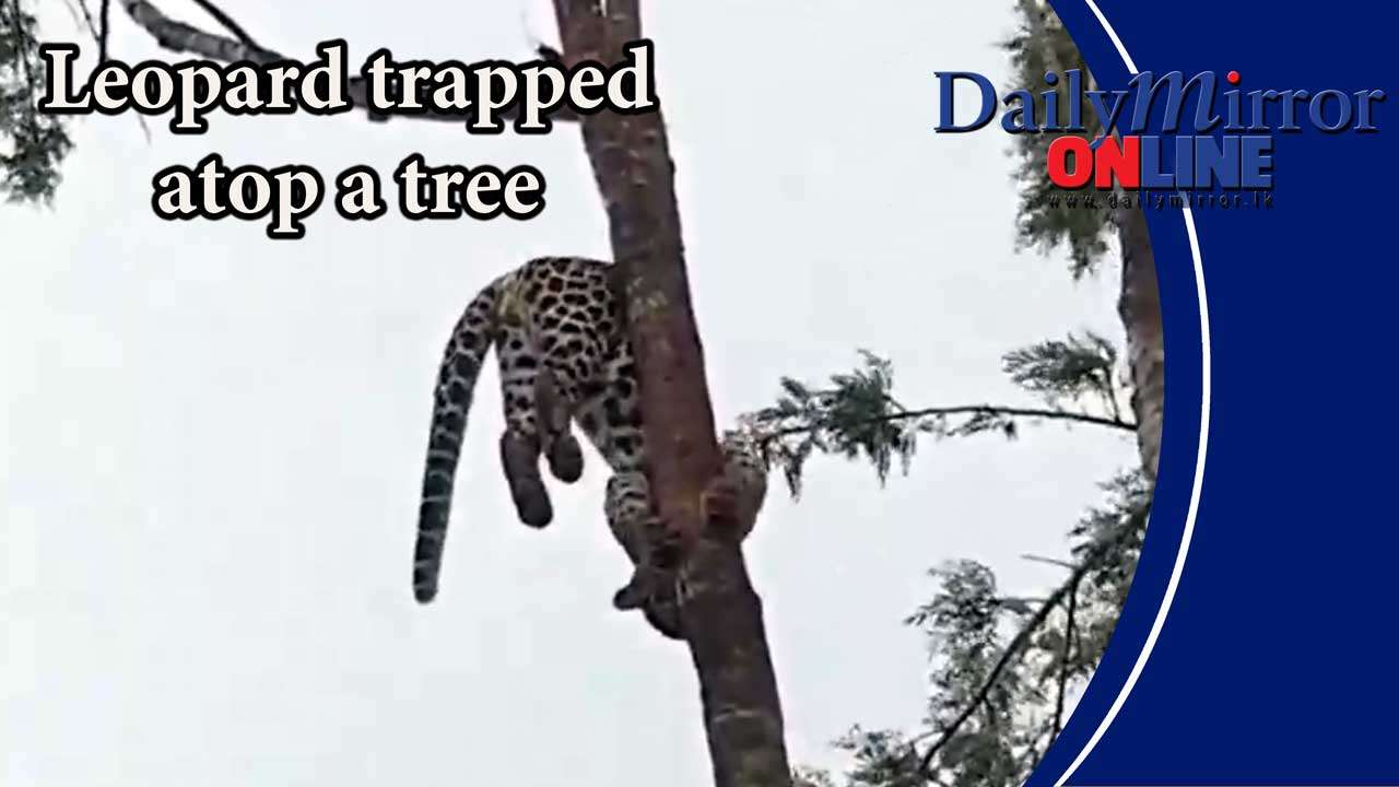 Leopard trapped atop a tree