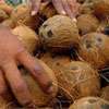 One million coconuts to be distributed through Sathosa outlets: Minister