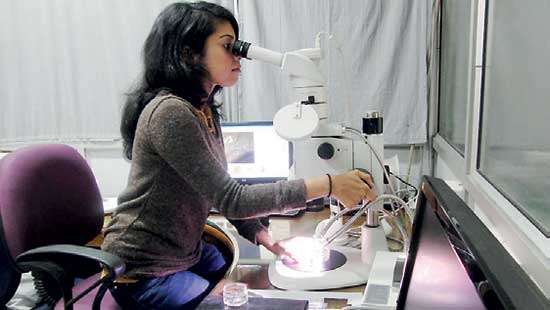 Discovering gene in frog development to answer a human abnormality Young Sri Lankan scientist’s research gains attention in the US