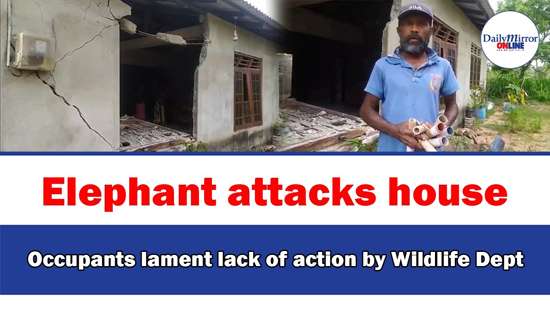 Elephant attacks house Occupants lament lack of action by Wildlife Dept