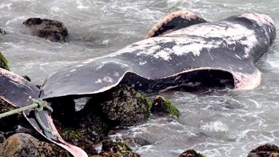 Short-finned pilot whale found washed ashore near Bambalapitiya; cause unknown