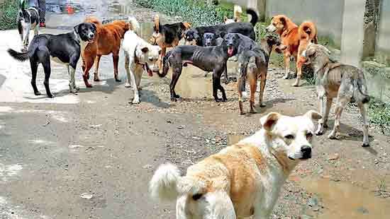 Govt to introduce tougher dog population  control measures