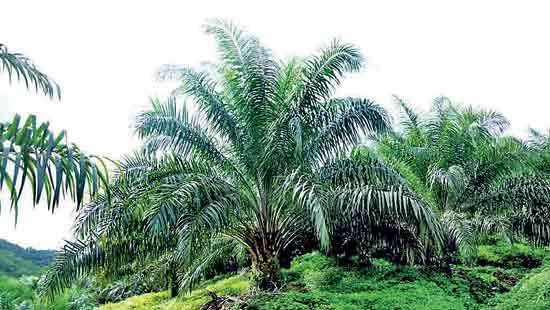 Oil palm deserves scientific assessment, not blanket condemnation: Professor
