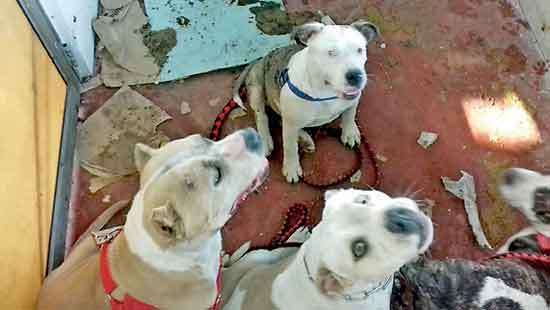 Five starved dogs, kill and eat one of them