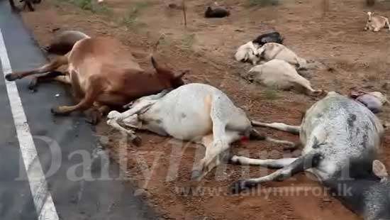 18 cattle killed in collision in Kilinochchi