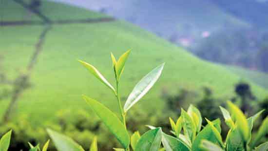 Less activity in Iran continues to impact tea prices