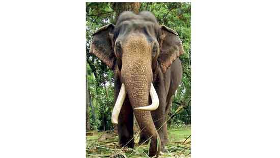 More substantial measures needed to protect elephants