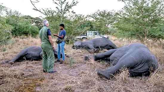 A plea for national consensus to resolve  Sri Lanka’s  human-elephant conflict