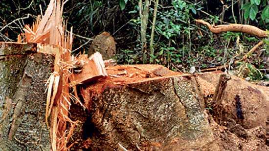 Rape of Bambaragala Forest Reserve continues unabated