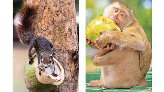 200 mn coconuts destroyed by animals in 2022