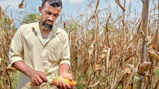 Revolutionising SL’s agriculture through AI-driven Agriculture Prompt Engineering