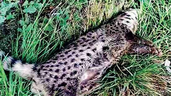 Carcass of ring-tailed civet found in Siripura