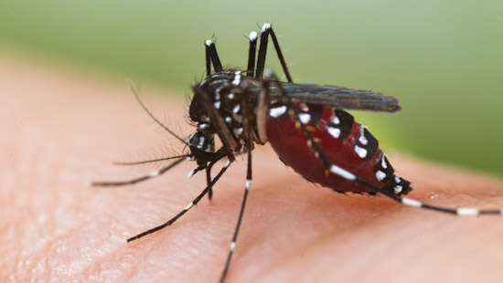 Sri Lanka braces for massive Dengue outbreak