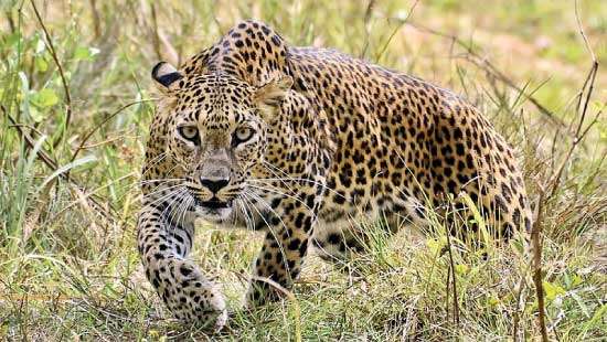 Rampant increase in wet zone hill country leopard population