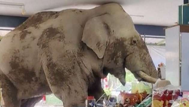 Hungry elephant wanders into Thai grocery store