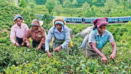 Sustainable solution to declining tea production, export revenue and livelihood issues